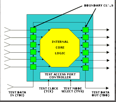 boundary cells